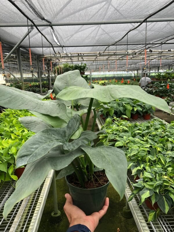 Philodendron 'Silver Sword' - Image 10
