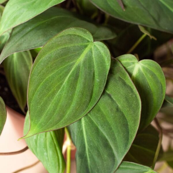 Philodendron 'Velvet' - Image 5