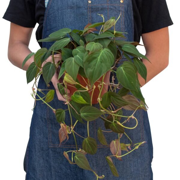 Philodendron 'Velvet' - Image 6