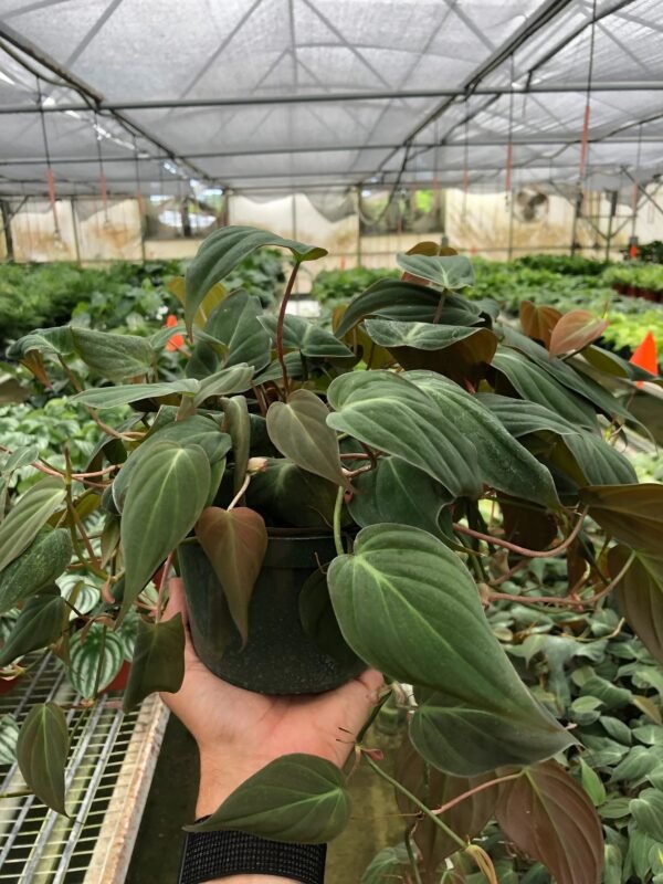 Philodendron 'Velvet' - Image 8