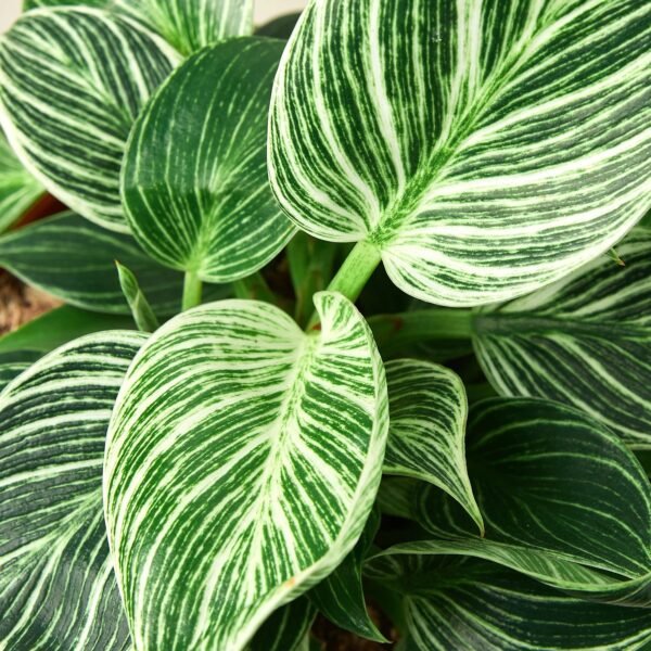Philodendron 'Birkin' - Image 4