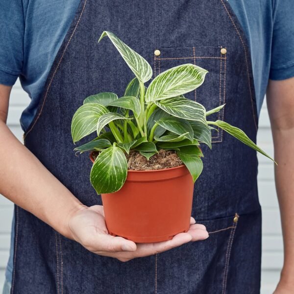 Philodendron 'Birkin' - Image 5