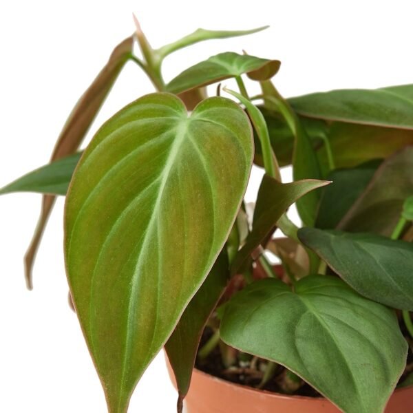 Philodendron 'Velvet' - Image 2