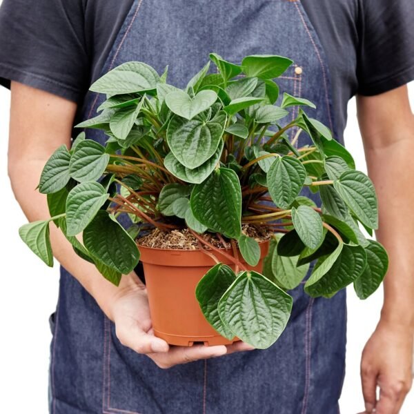 Peperomia 'Rana Verde' - Image 5