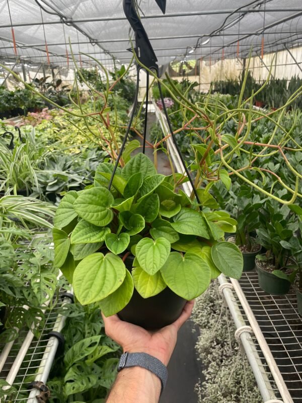 Peperomia 'Rana Verde' - Image 6