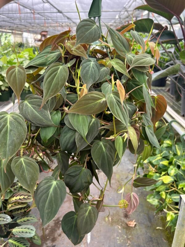 Philodendron 'Velvet' - Image 9