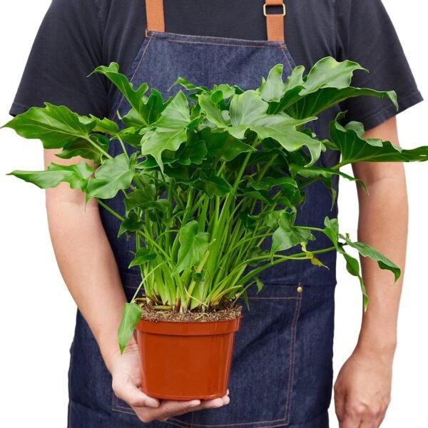 Philodendron ‘Little Hope' - Image 3