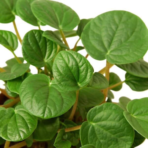 Peperomia 'Rana Verde' - Image 2