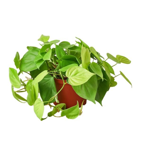 Philodendron 'Neon' - Image 3